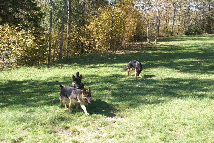 Chiots Lady Octobre 2010