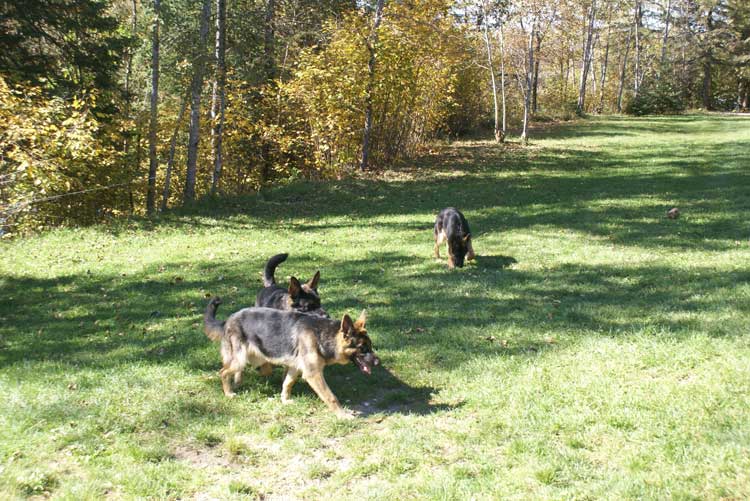 Chiots Lady Octobre 2010