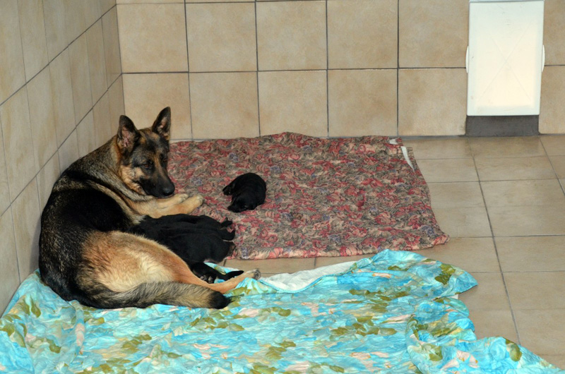 Roxy dans la nouvelle salle de naissance #2 avec ses chiots berger allemand