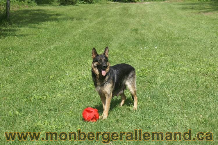 Lady - Chiots berger allemand a Lady