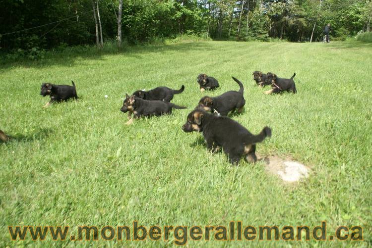 Lady - Chiots berger allemand a Lady