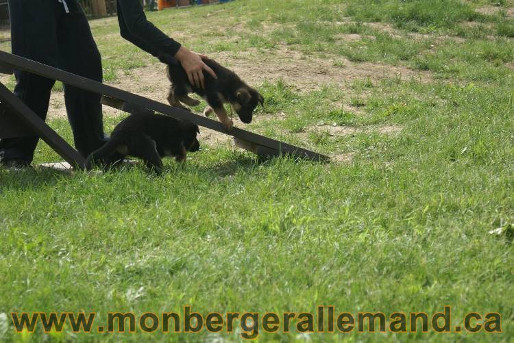 Lady - Chiots berger allemand a Lady