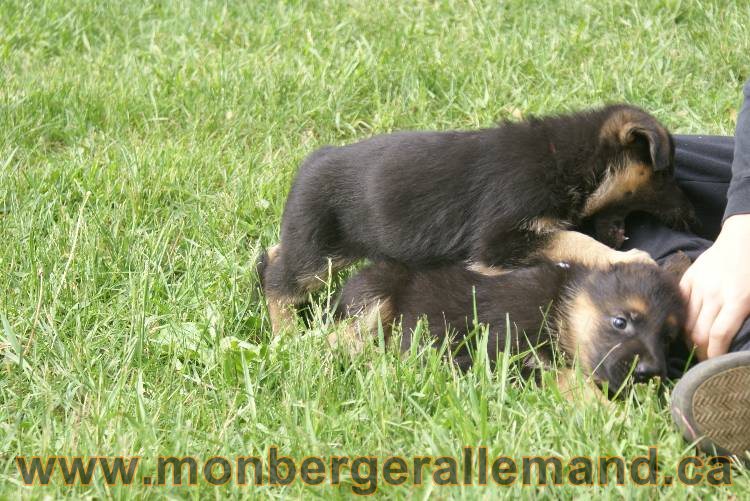 Lady - Chiots berger allemand a Lady