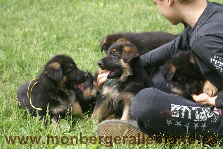 Lady - Chiots berger allemand a Lady