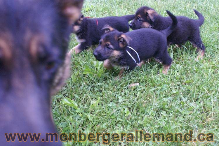 Chiots Lady 13 juin 2011 - Berger Allemand de grande lignée