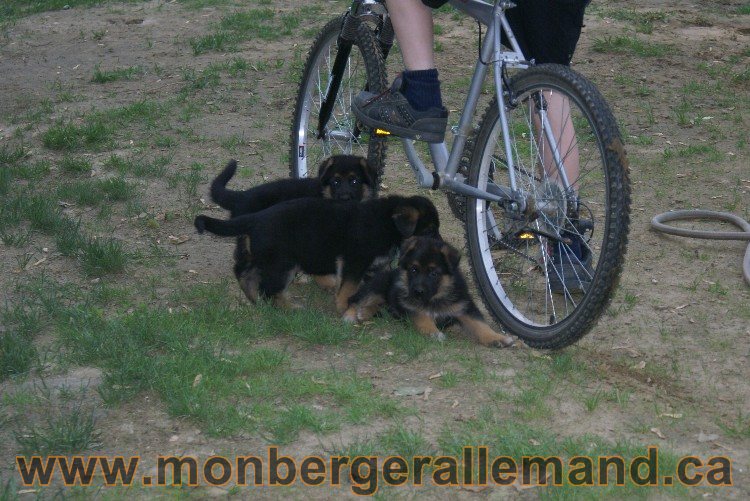 Chiots Berger allemand a Lady 8 Juin 2011