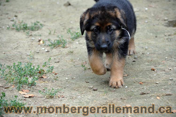 Les chiots berger allemand - 3 Aout 2011