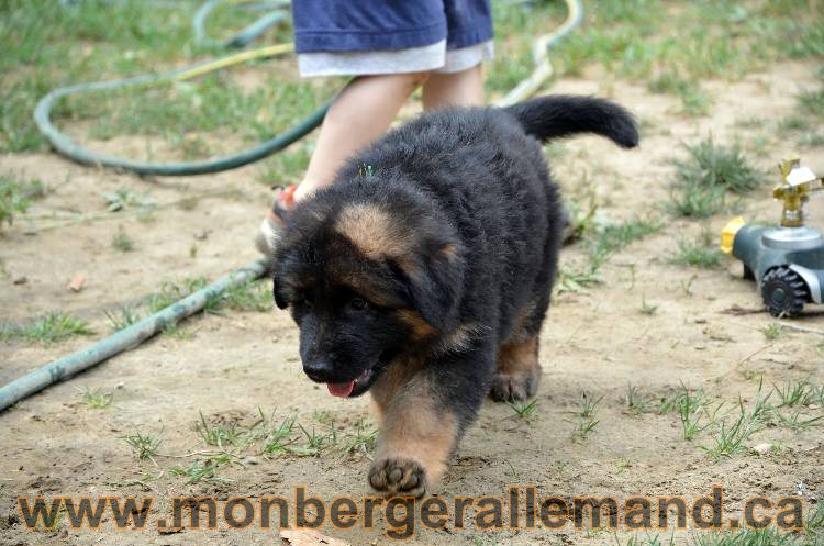 Les chiots berger allemand - 3 Aout 2011