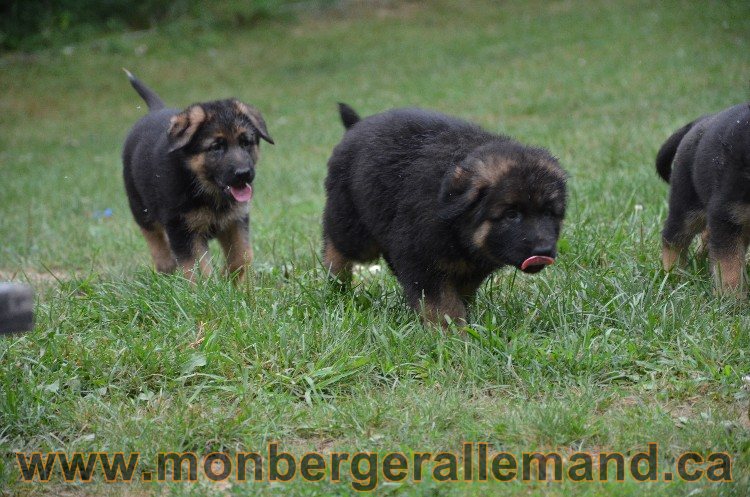 Les chiots - Berger allemand de grande lignées !