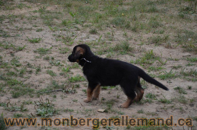 Les chiots - Berger allemand de grande lignées !