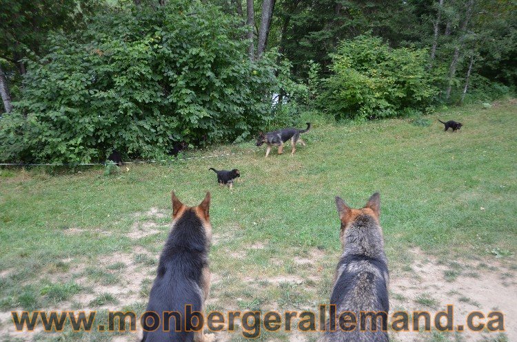 Les chiots - Berger allemand de grande lignées !