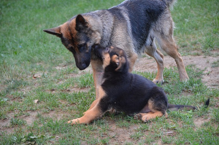 Chiots et chiens 11 Aout 2011