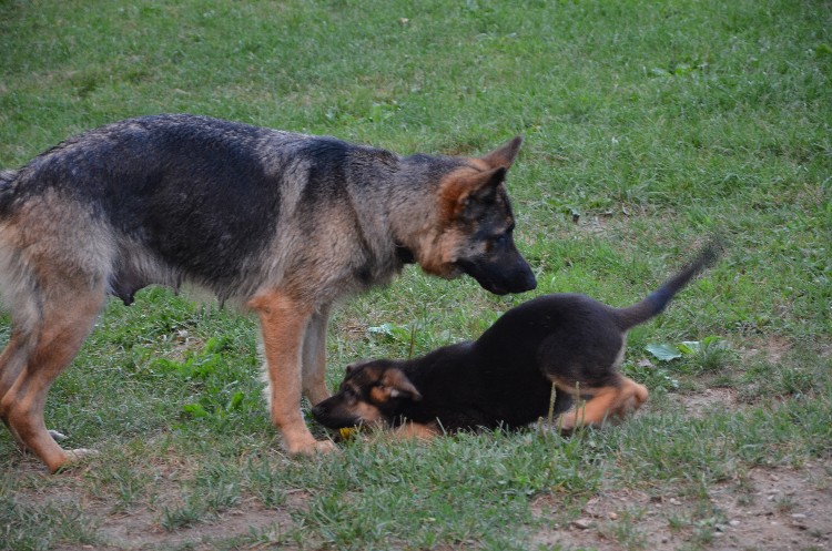 Chiots et chiens 11 Aout 2011