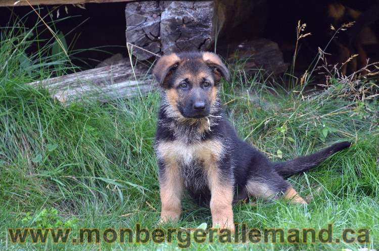 Les chiens et les Chiots berger allemand !