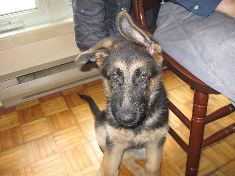 Maya - Chiot Femelle berger allemand sept 2011!