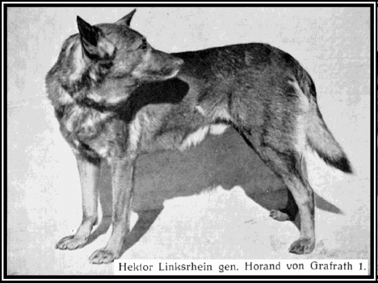 Chiots berger allemand Hektor-Horand-von-Grafrath